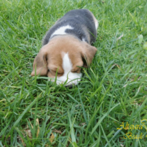 beagles14