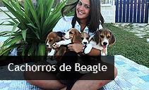 Cachorros de Beagle